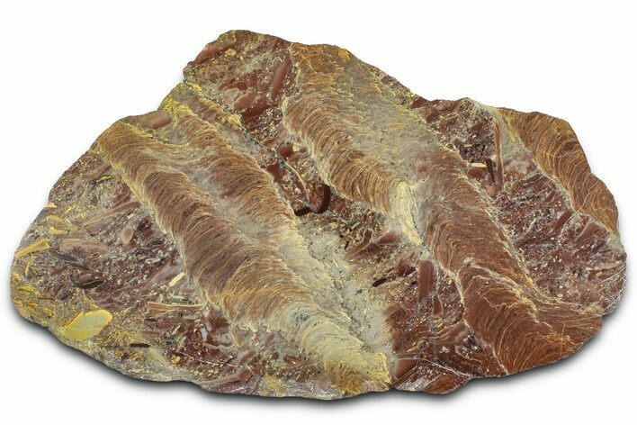 Polished Stromatolite (Jurusania) From Russia - Million Years #362938